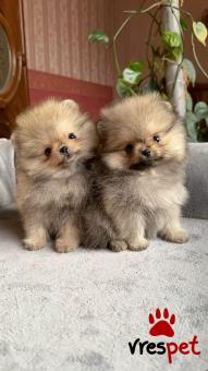 Ράτσα: Πομεράνιαν - Pomeranian | Ηλικία: 2,5 μηνών | Φύλο: Αρσενικό | Αρ. Microchip: 985113219870055 | Ιδιώτης | Εκπαιδευμένο | Pedigree | Περιοχή: Αθήνα, Αττική